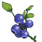 Blueberry - Left